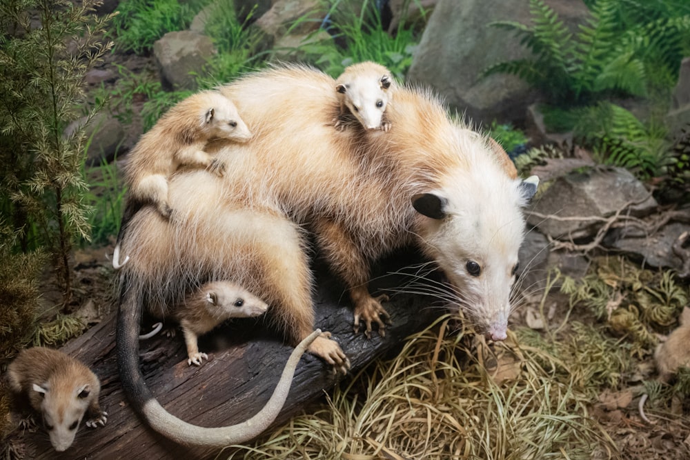 white and brown animal on brown tree branch