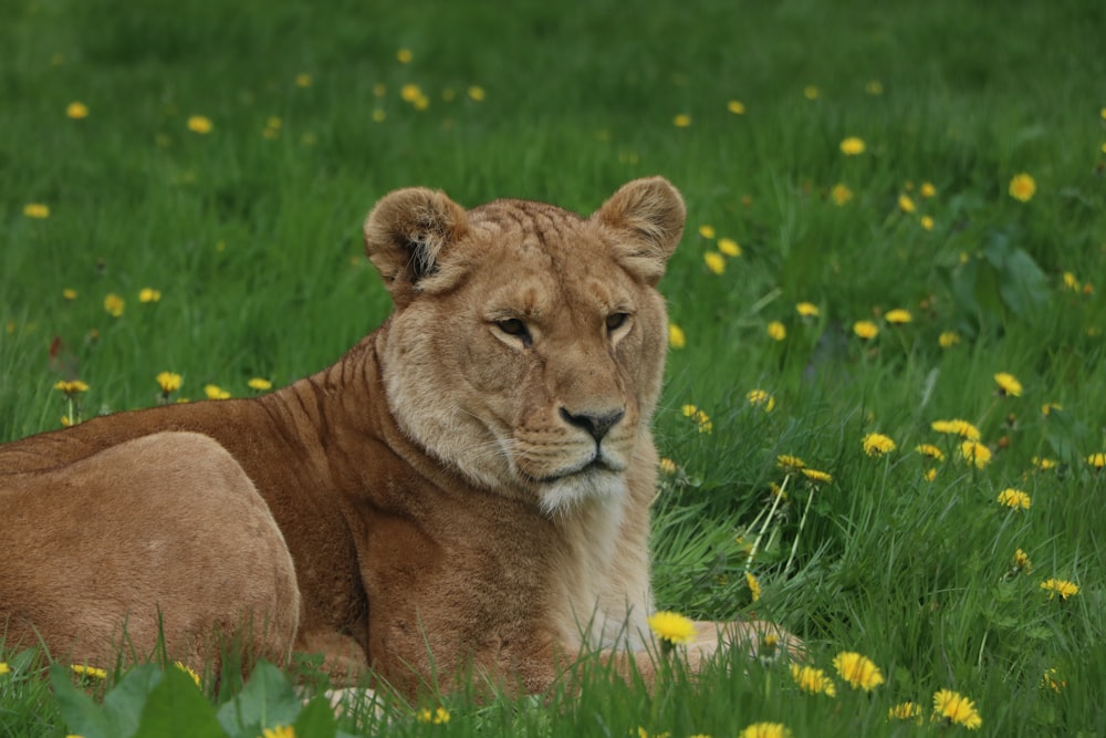 brown lioness lying on green grass during daytime