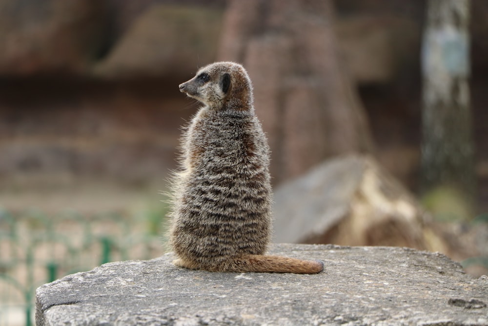 brown and white animal on gray rock