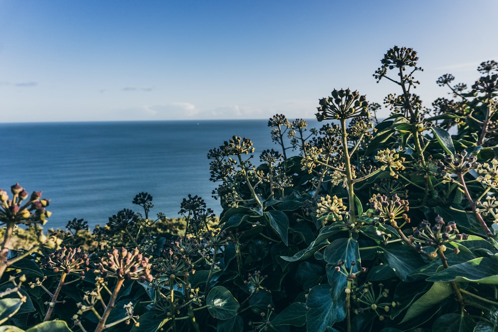 green plant near body of water during daytime