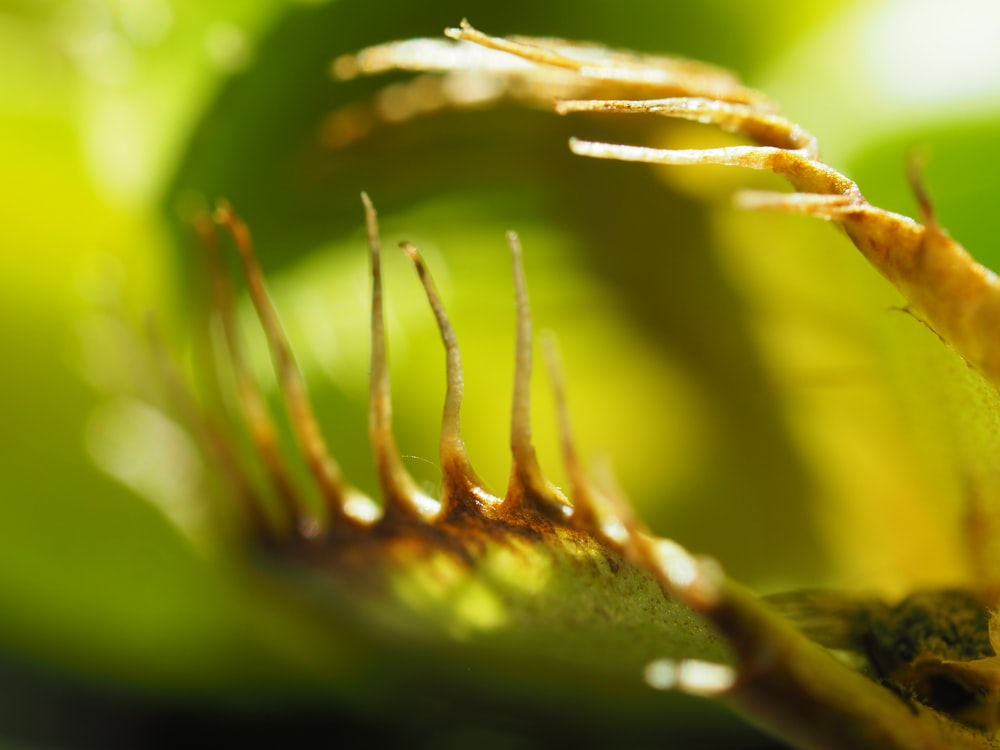 茶色と緑色の植物の茎