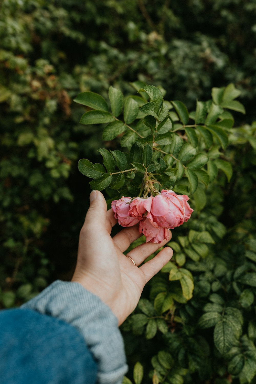 ピンクのバラの花を持っている人