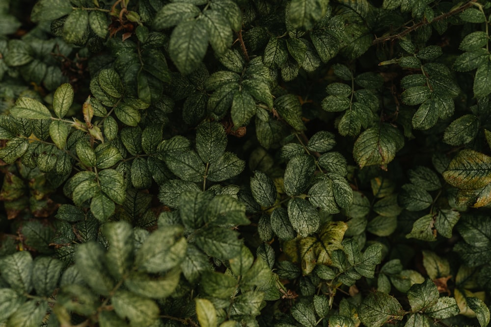 green leaves with water droplets