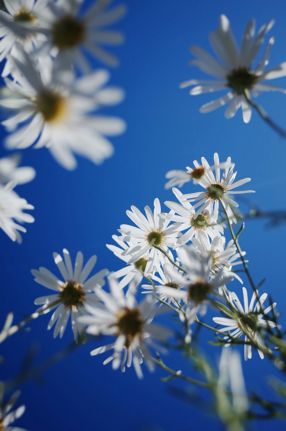 white and yellow flowers in tilt shift lens