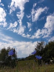 A serene landscape with a clear sky and blooming flowers.
