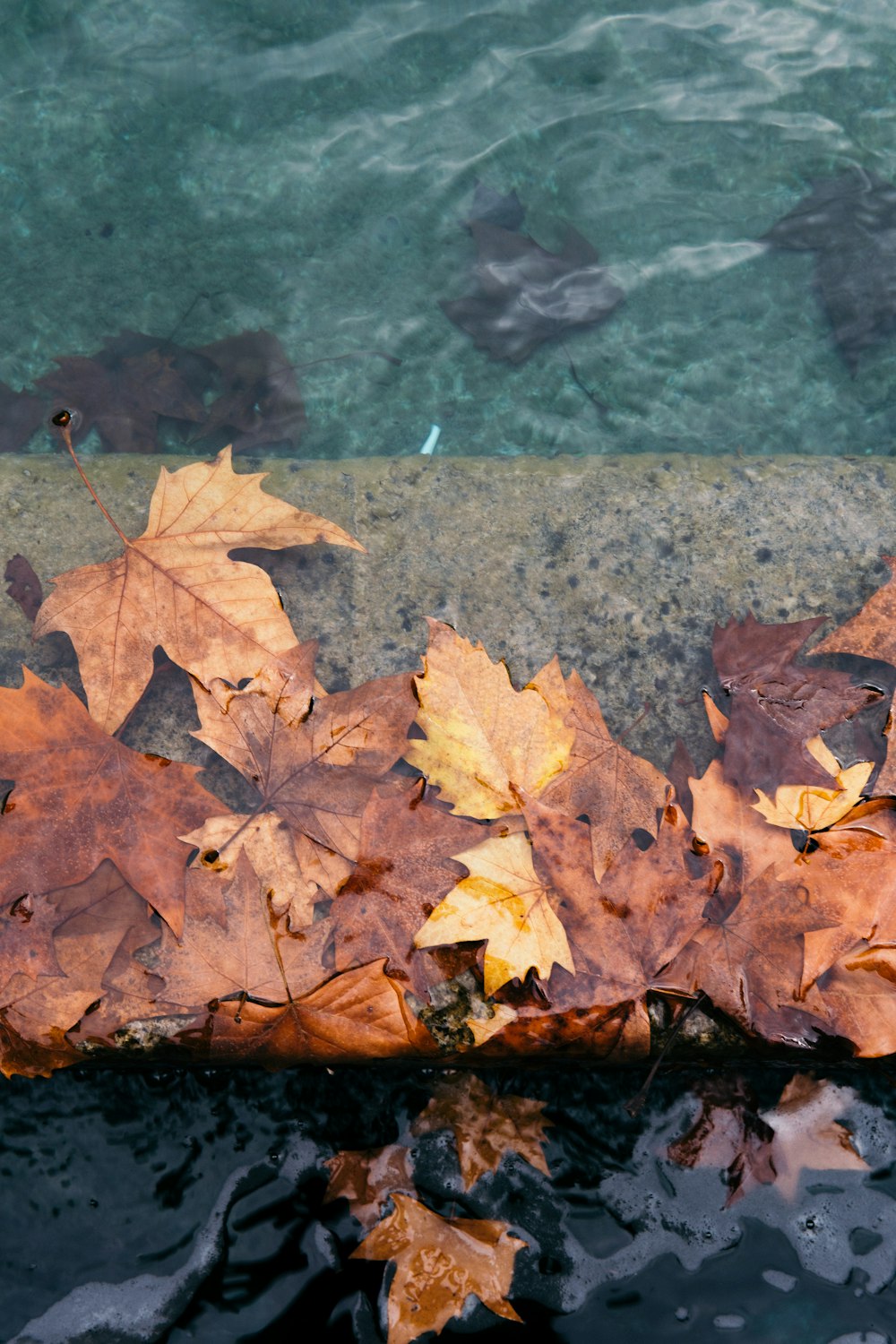 brown dried leaves on water