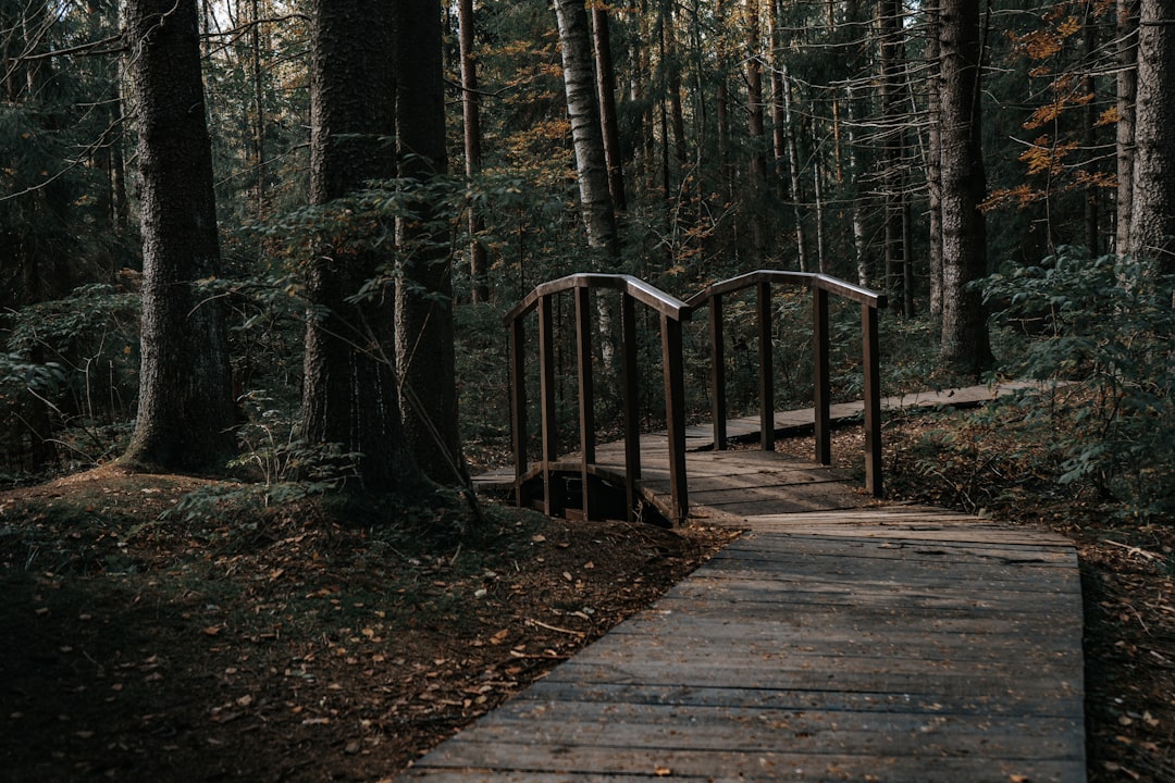brown wooden bridge in the woods, https://www.instagram.com/mary_ray_foto/