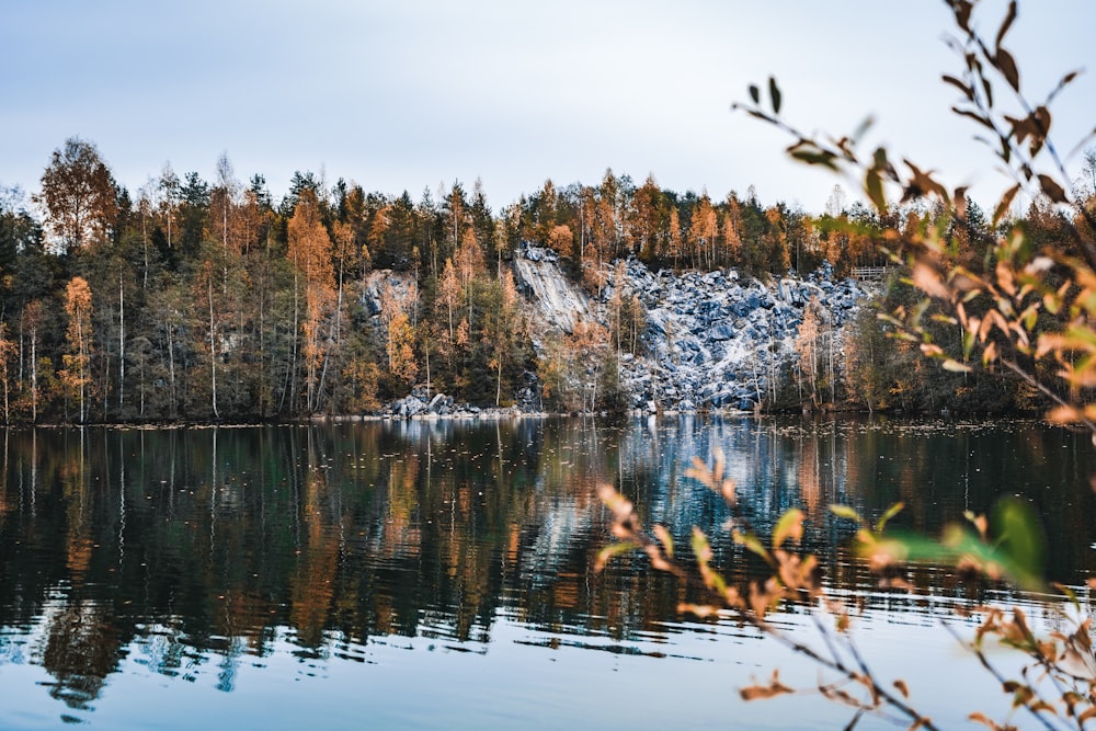 alberi marroni sullo specchio d'acqua durante il giorno