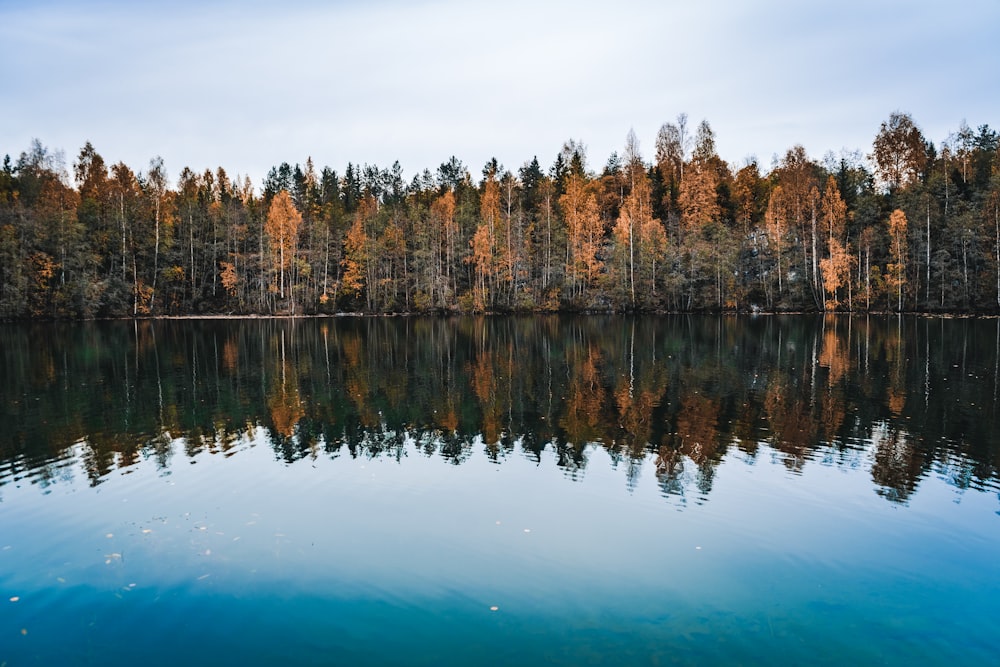 green trees beside body of water during daytime