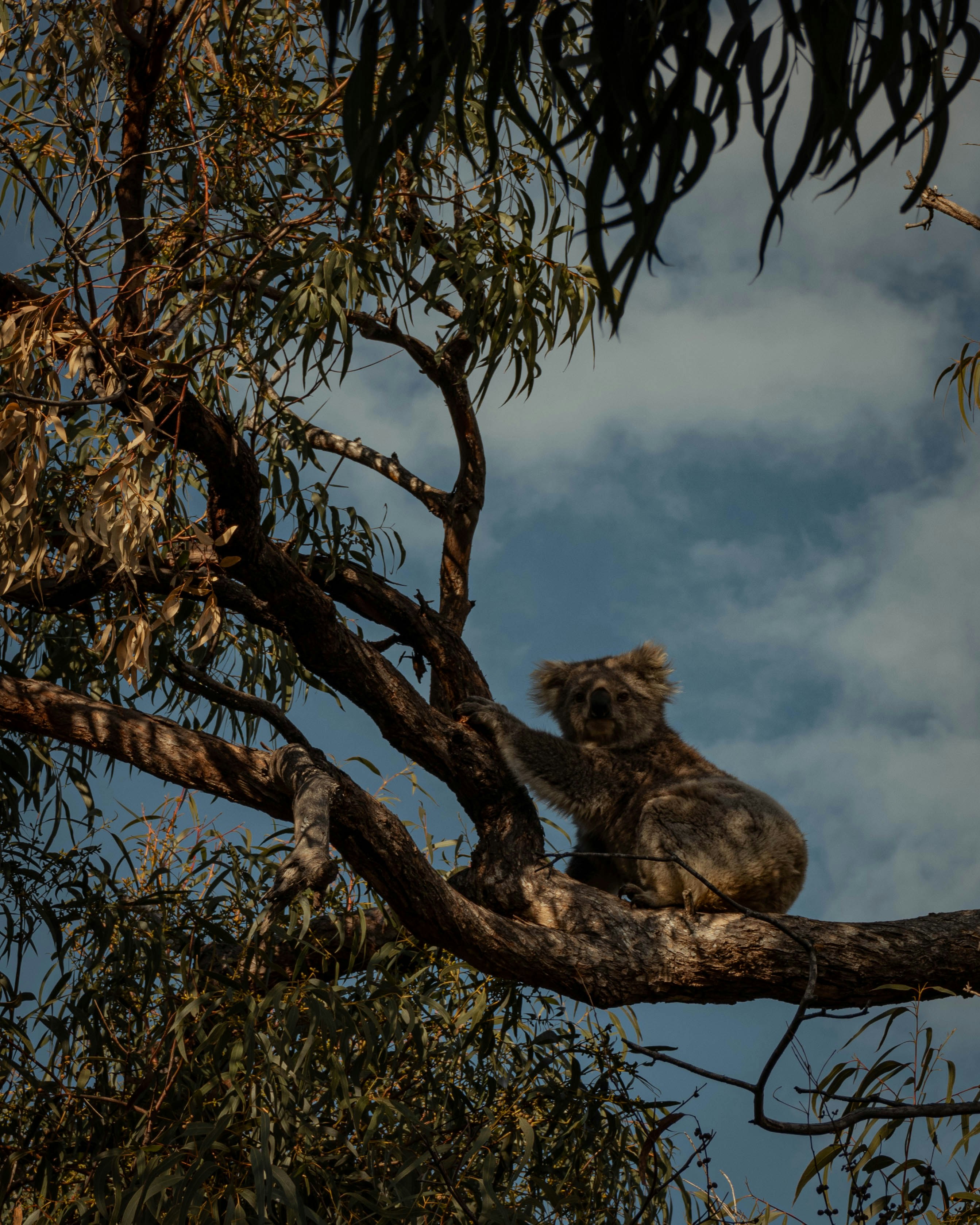 4. Wildfires Devastate Populations (image credits: unsplash)