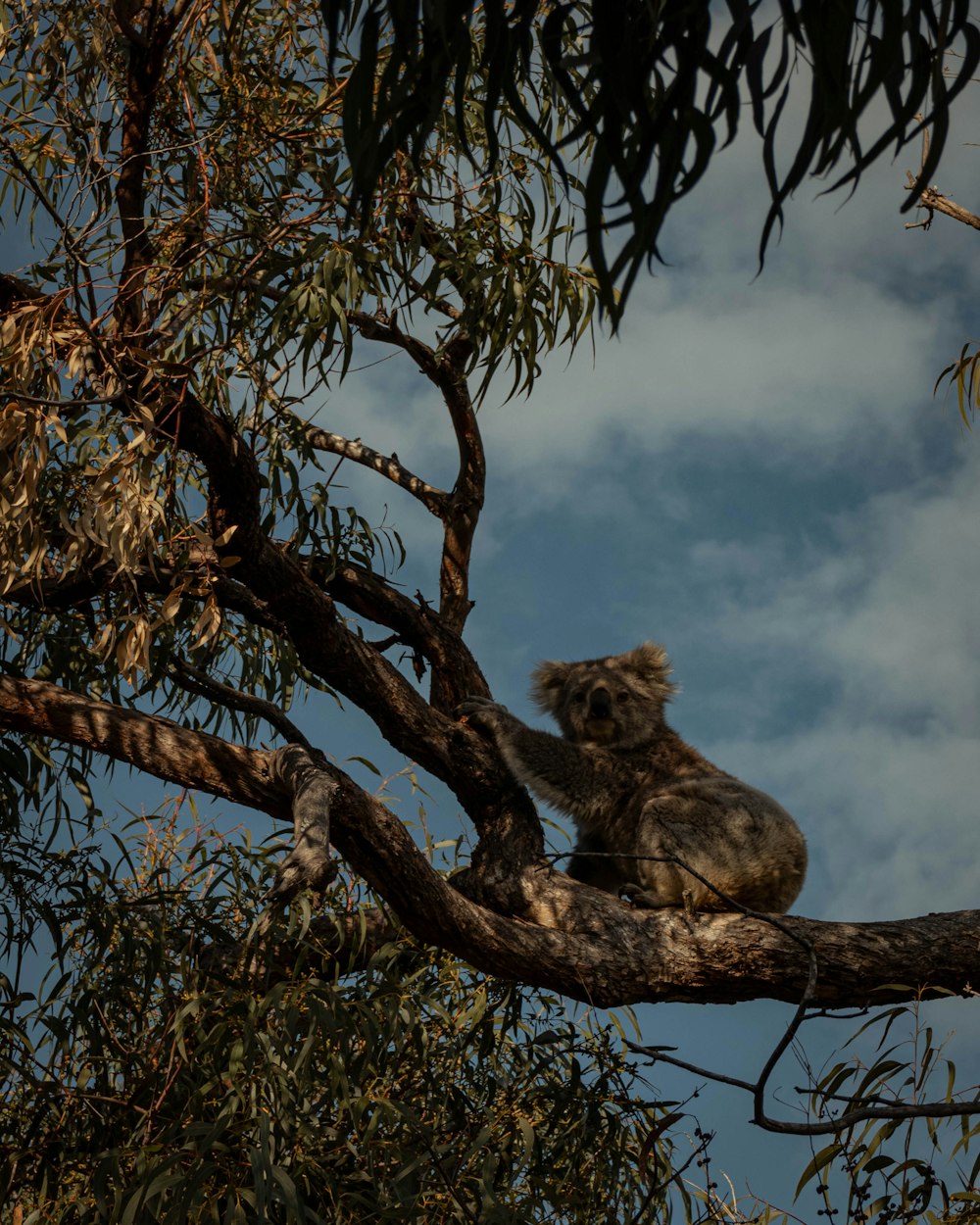 koala gris en la rama de un árbol bajo el cielo nublado