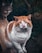 A pair of cats, one with orange and white fur sitting prominently and another brown tabby cat in the background. The foreground cat has a weathered appearance with a slightly worn expression. Both cats are set against a natural, somewhat dimly lit outdoor environment.