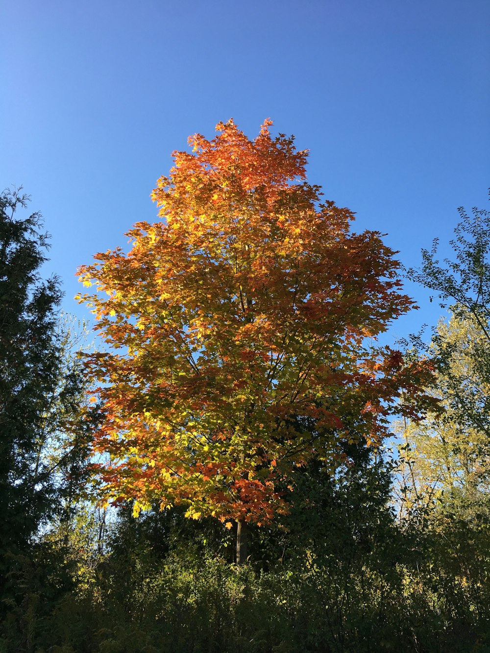 árvore de folha laranja e verde sob o céu azul durante o dia