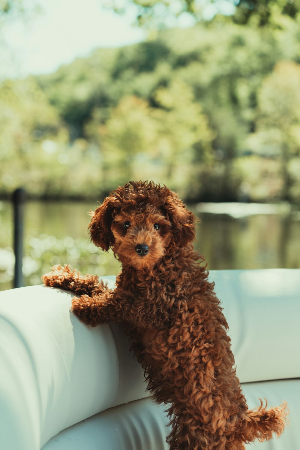 brown curly coated small dog