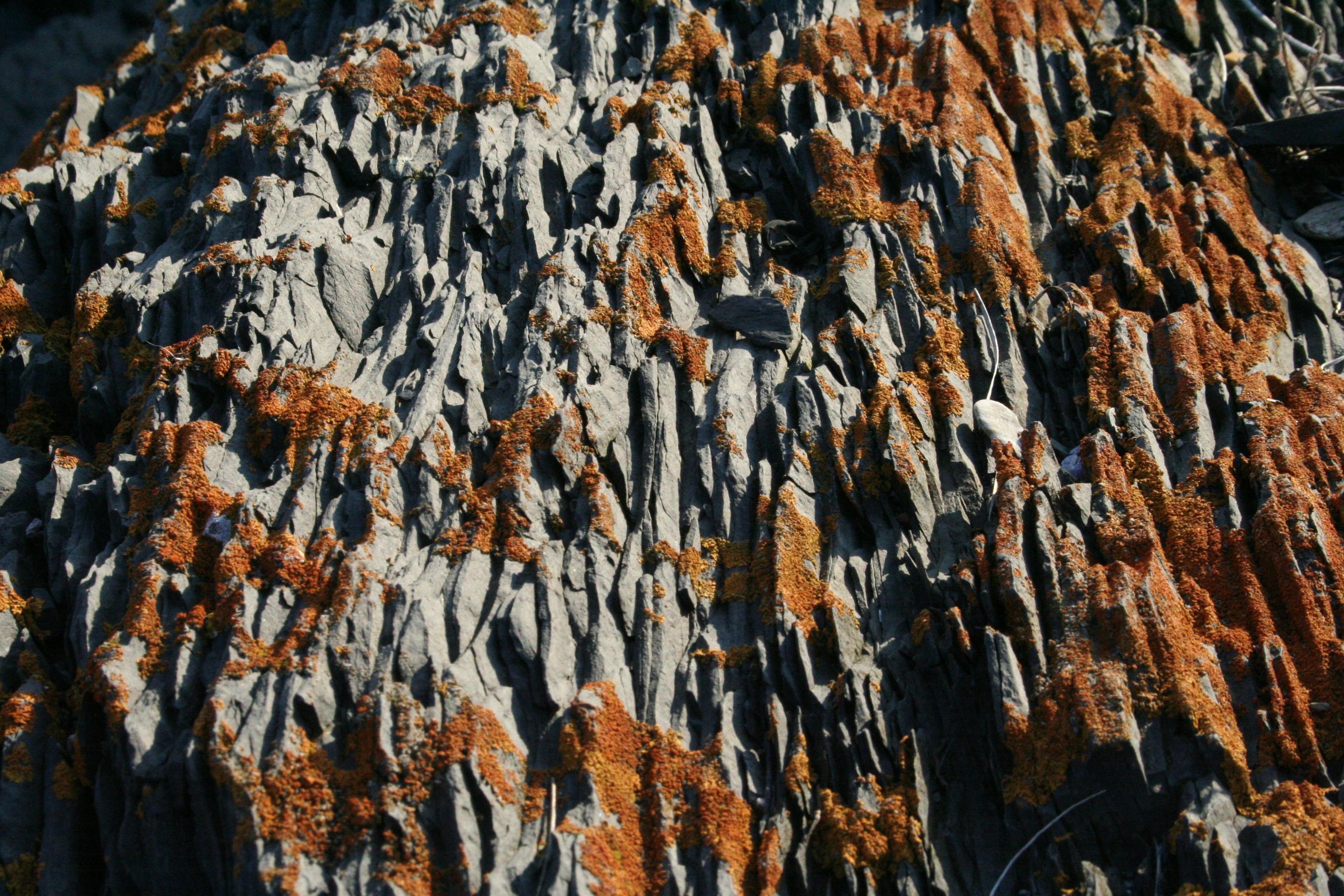brown and white tree branches