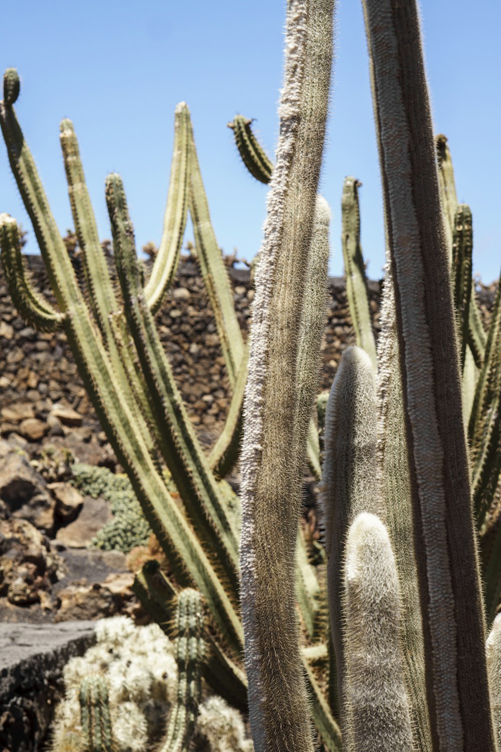 green cactus plant on brown soil during daytime