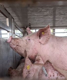 Several pigs are confined within a metal enclosure, likely a transport vehicle. The pigs appear to be marked with yellow tags on their ears, indicating they may be part of livestock. The interior setting is metallic, with visible dirt and grime, suggesting a utilitarian environment.