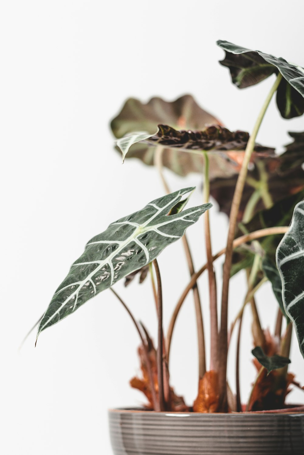 green and brown plant in close up photography