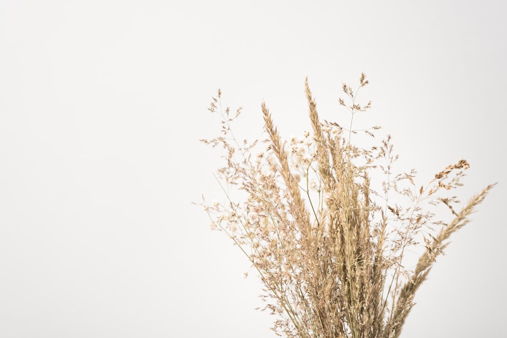 brown leafless tree under white sky