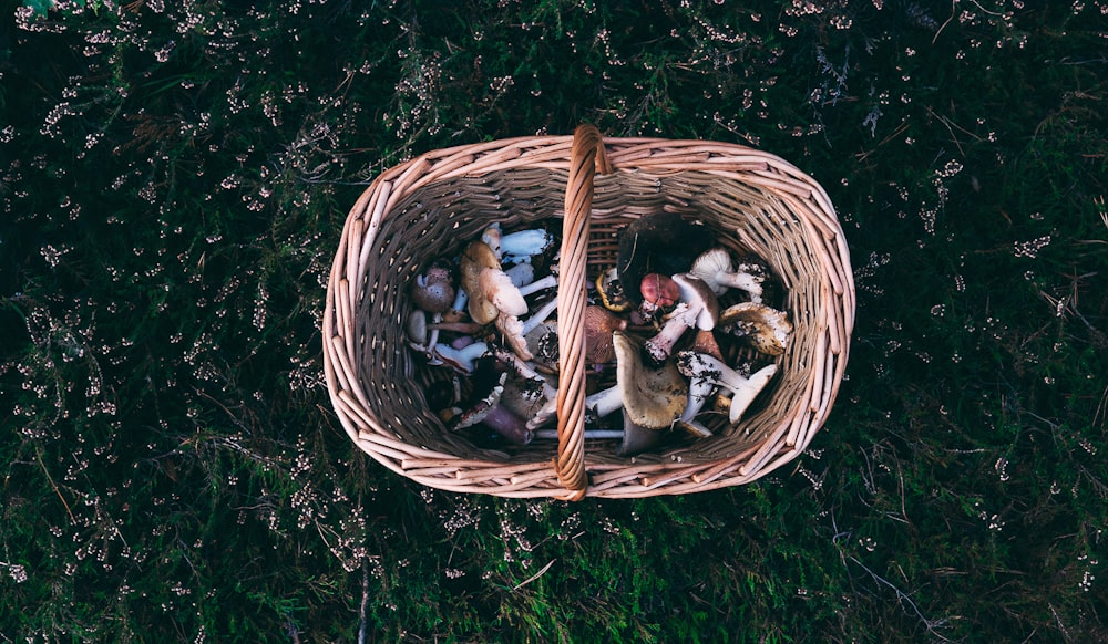 brown woven basket with white and brown puppies