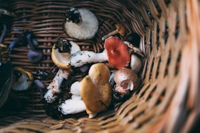 brown and white mushrooms on brown wooden surface