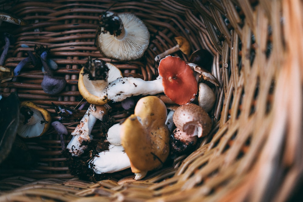 cogumelos castanhos e brancos na superfície de madeira castanha