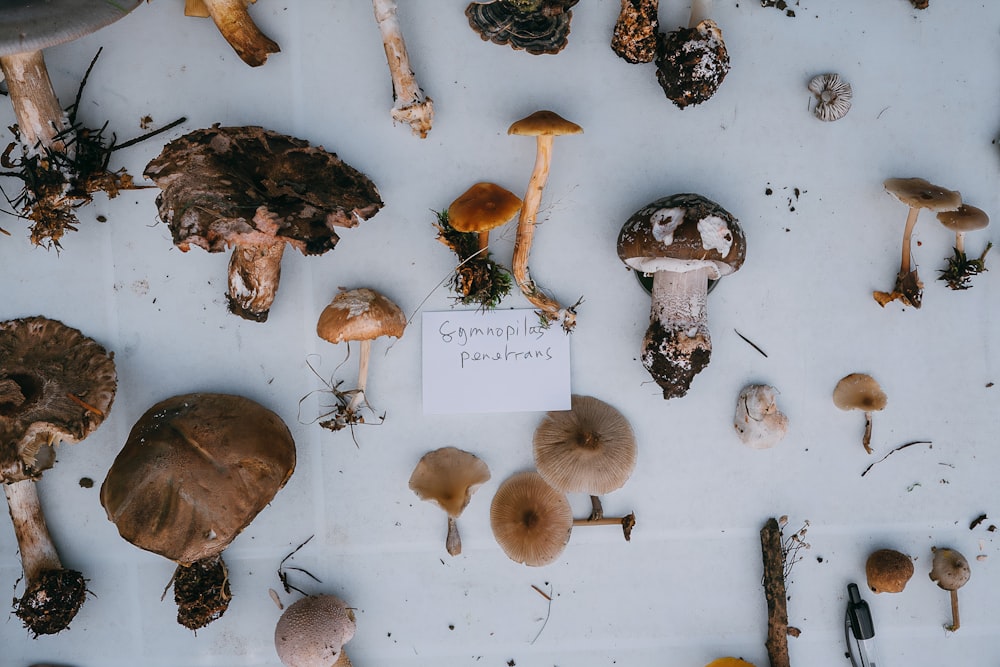 white and brown mushrooms on white surface