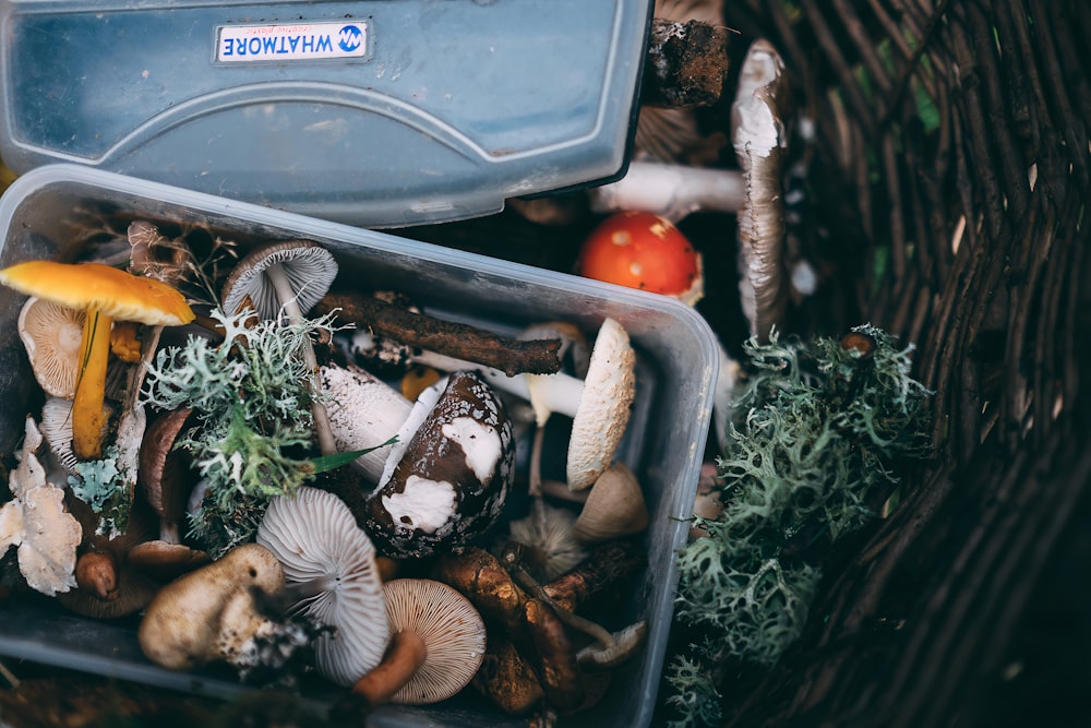 white mushrooms on black plastic container