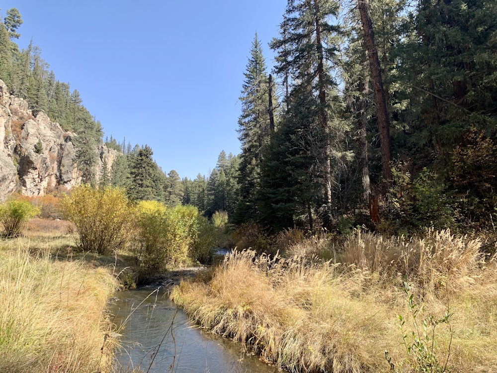 green trees beside river under blue sky during daytime