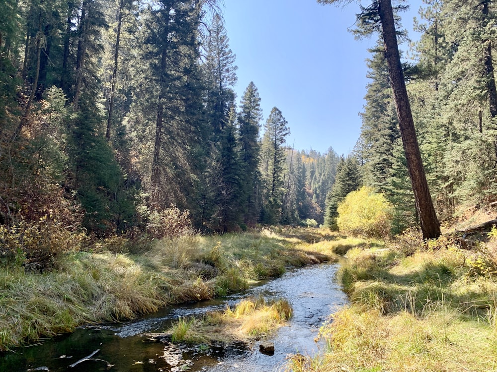 green trees beside river under blue sky during daytime