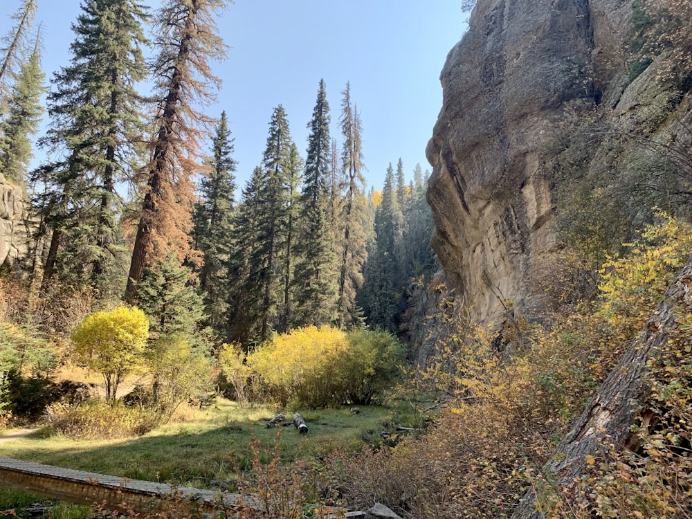 green trees near brown mountain during daytime