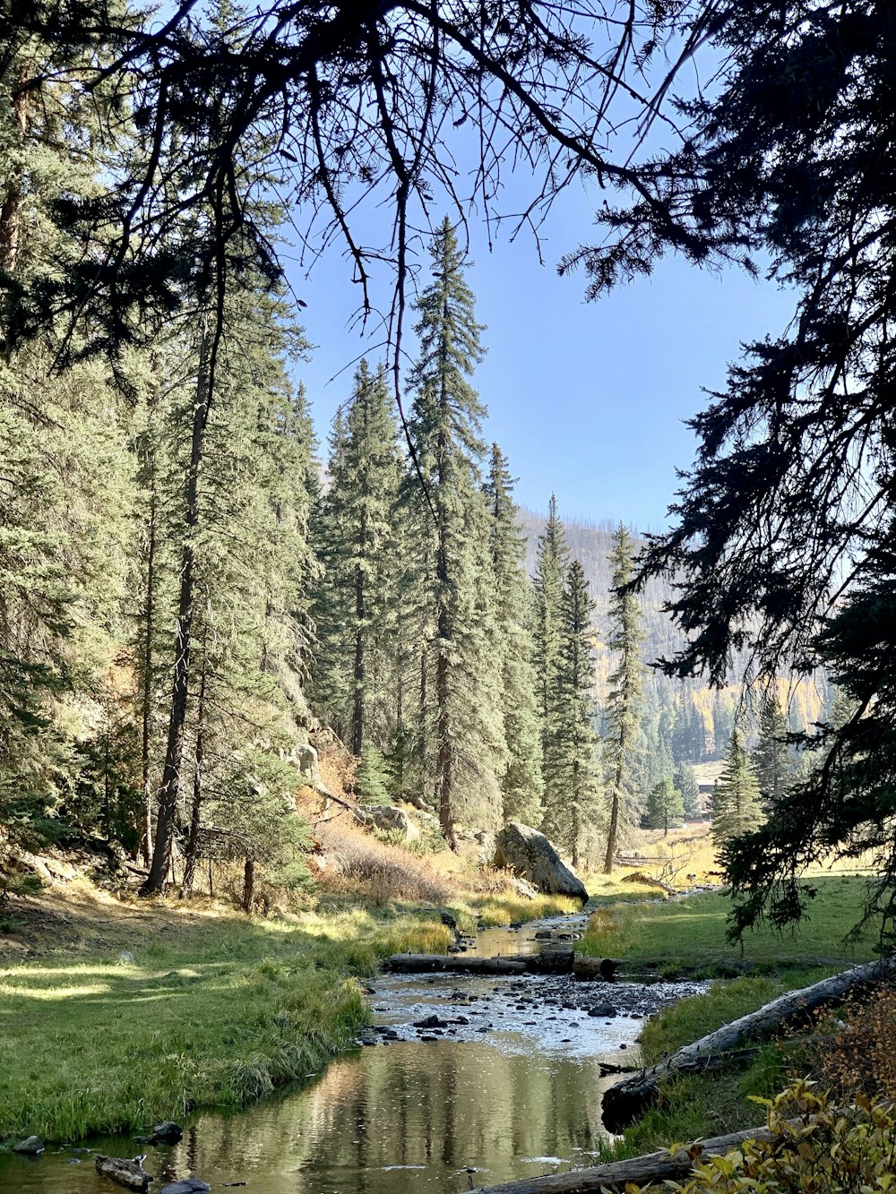 green trees near river under blue sky during daytime