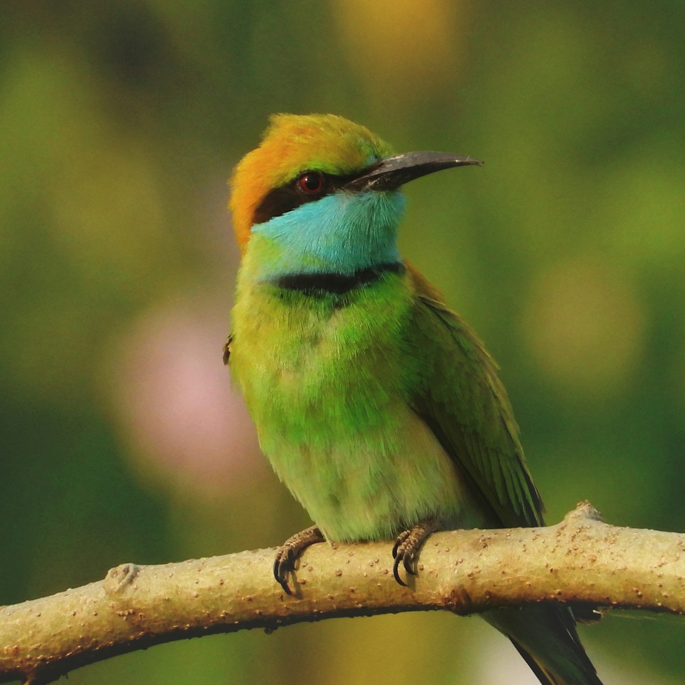 green and brown bird on brown tree branch