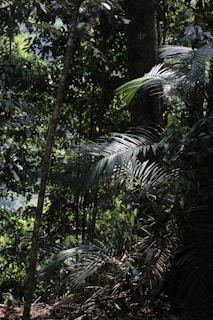 A textured 3D environment showing a dense forest with sunlight filtering through.
