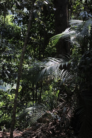 A textured 3D environment showing a dense forest with sunlight filtering through.