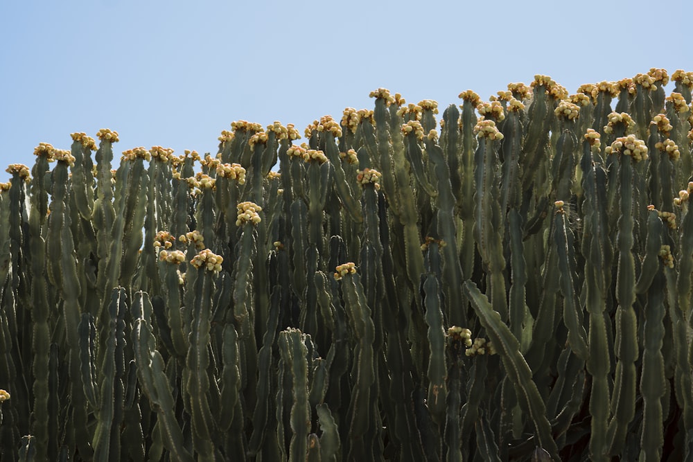 yellow flower field under blue sky during daytime