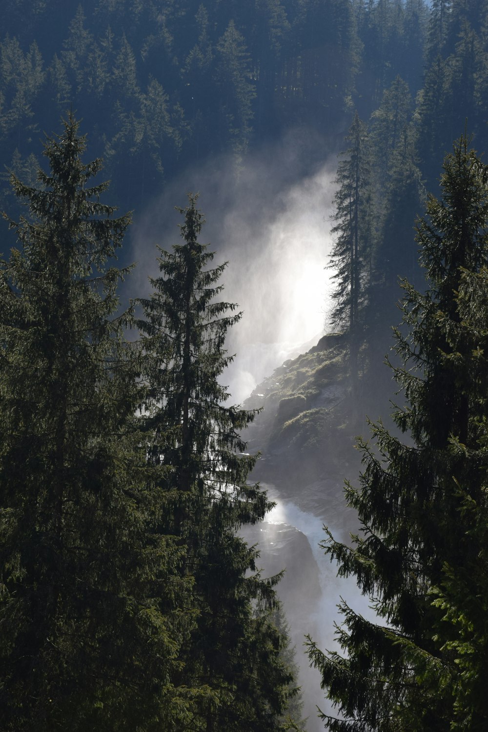 green pine trees on mountain