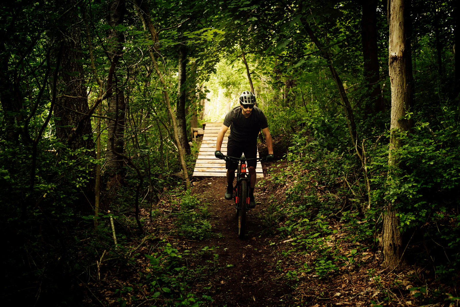 Into the Redwoods — placeholder