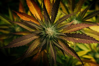 A close-up view of a cannabis plant with vibrant multicolored leaves radiating from the center. The leaves display a mix of green and purple hues, with intricate patterns and textures.
