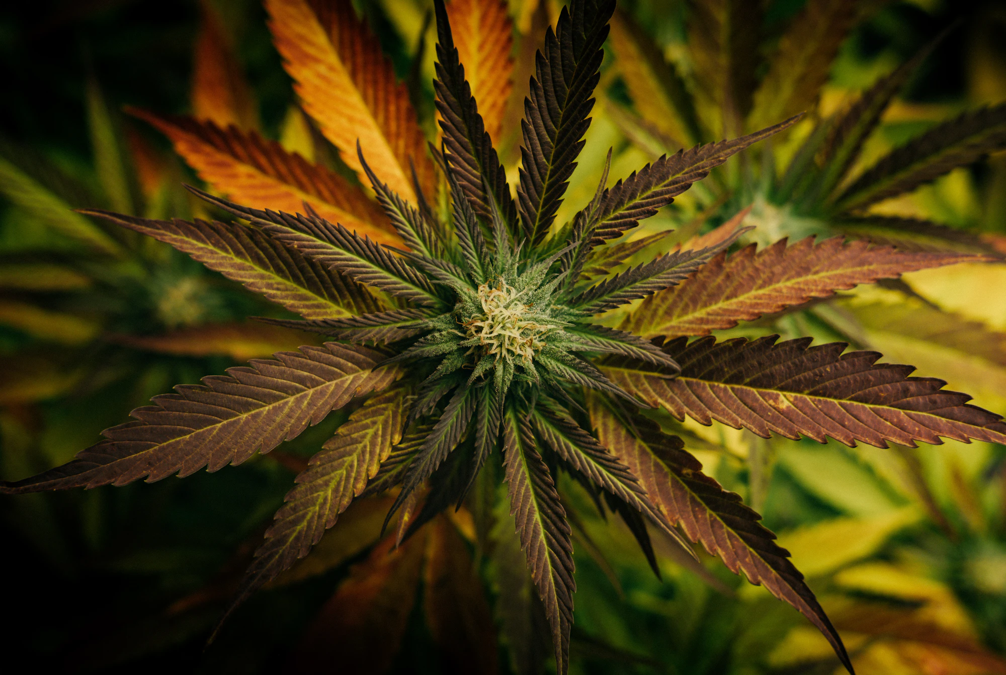 Bestselling flower and pre-roll products
