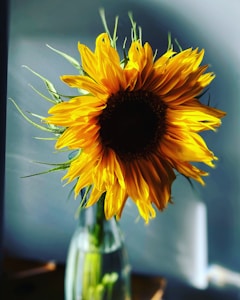Sunflower Oil