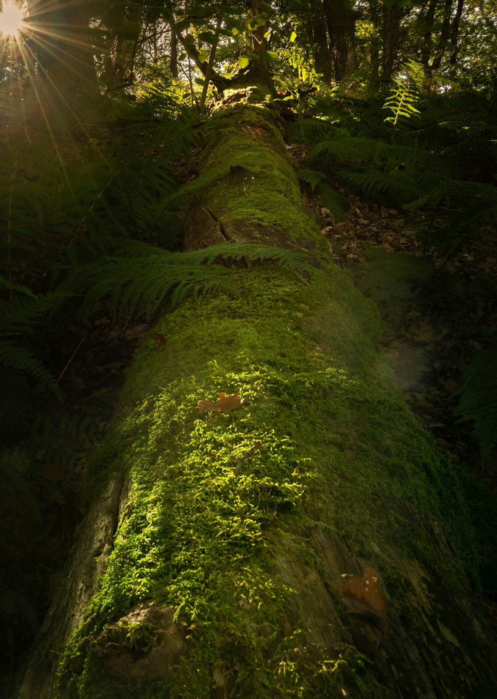 green moss on brown tree trunk