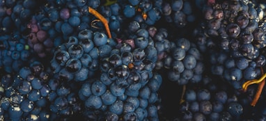 blauwe druiven voor rode wijn