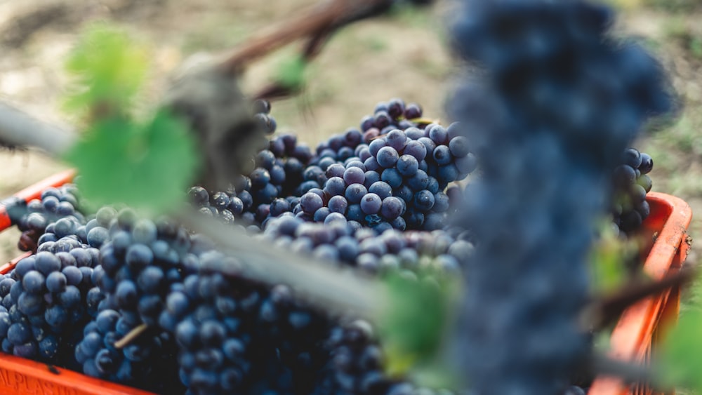 blue berries in tilt shift lens