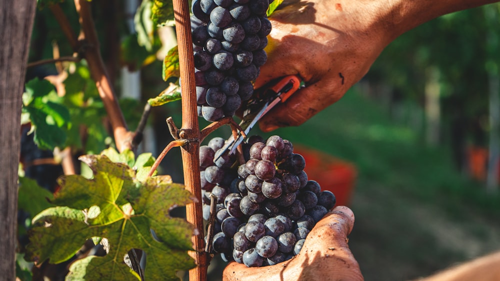 Fruta redonda negra en palo de madera marrón