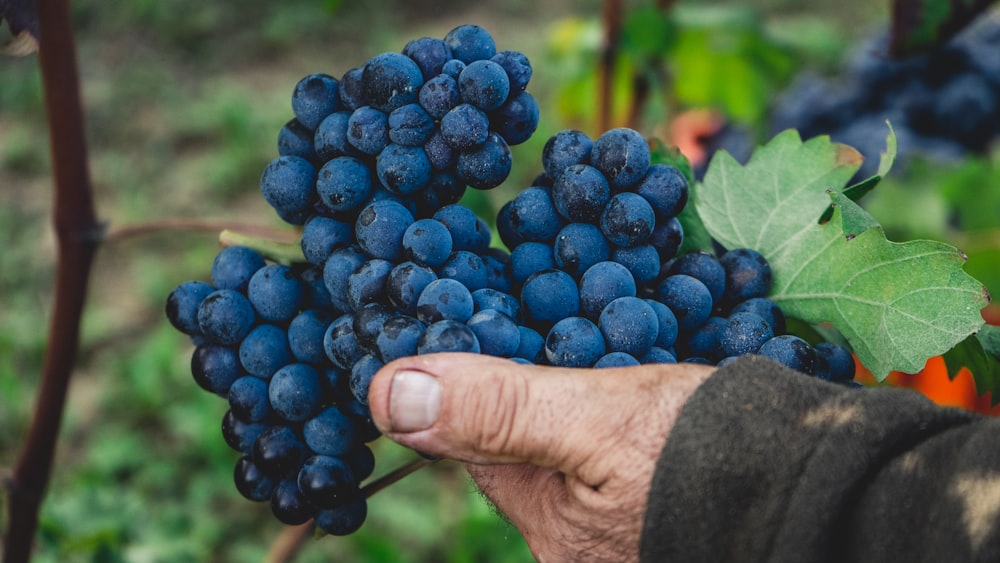 person holding blue round fruits during daytime