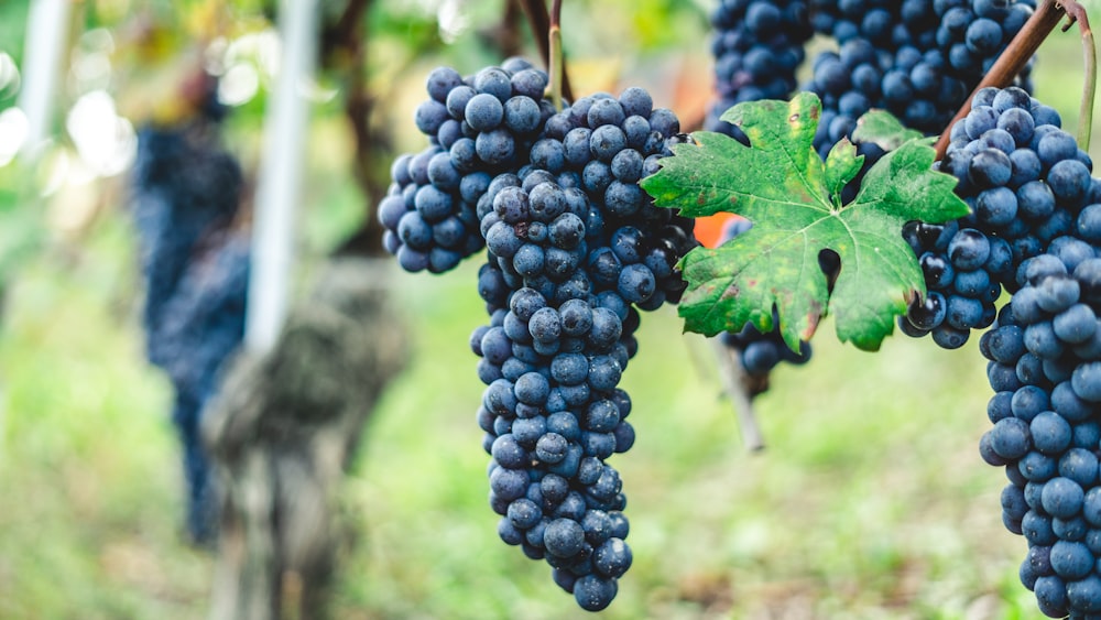 a bunch of grapes hanging from a vine