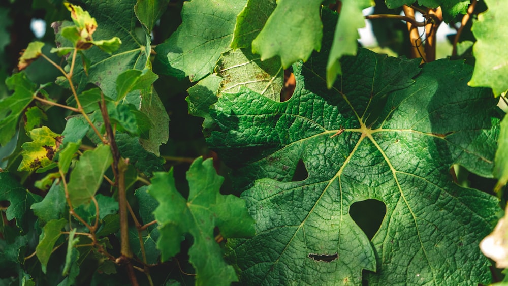 green leaves with water droplets