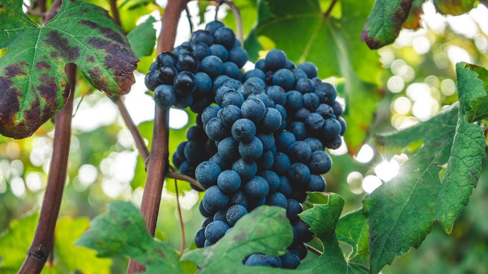 frutos redondos pretos no galho marrom da árvore durante o dia