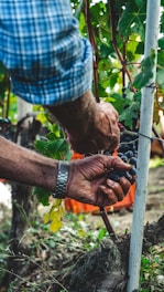 Hands of a person harvesting grapes from a vine, surrounded by lush green leaves. The person's shirt is plaid and they are wearing a watch. The background features a blurred orange basket and earthy ground.